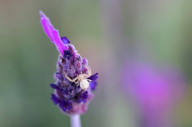 Örümcek doğal ortamında.
