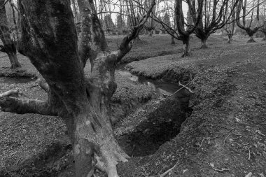 Otzarreta Beech Ormanı. Gorbea Doğal Parkı. İspanya.