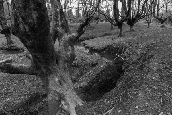 Otzarreta Beech Ormanı. Gorbea Doğal Parkı. İspanya.