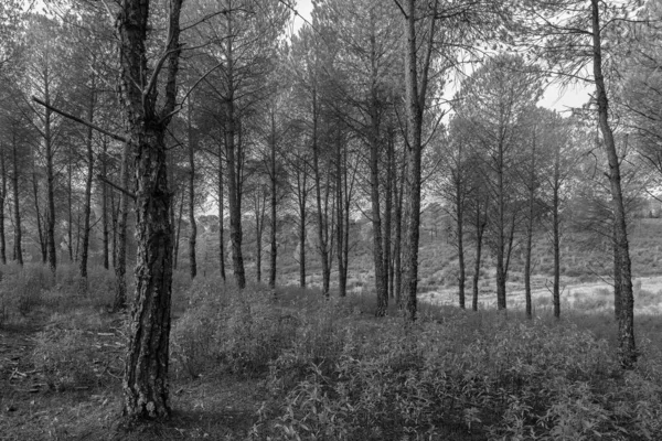 Landschaft Kiefernwäldern Der Nähe Von Granadilla Extremadura Spanien — Stockfoto