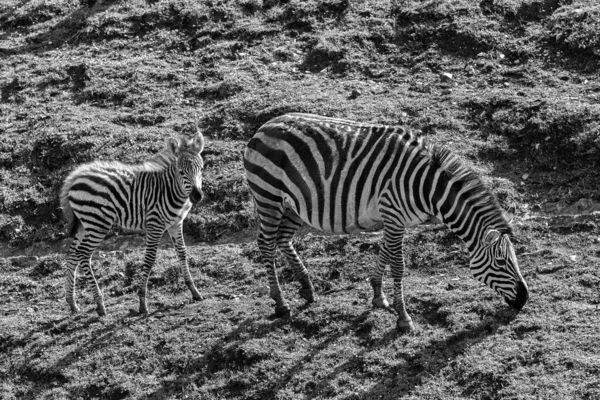 Zebra Tele Louce — Stock fotografie