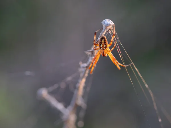 Spinnen Ihrer Natürlichen Umgebung — Stockfoto