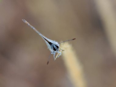 Kelebek doğal ortamlarında fotoğraflandı..