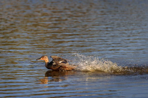 Pato Uma Lagoa — Fotografia de Stock