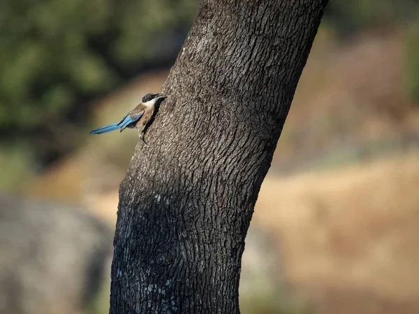 Iberská Straka Pták Svém Přirozeném Prostředí — Stock fotografie