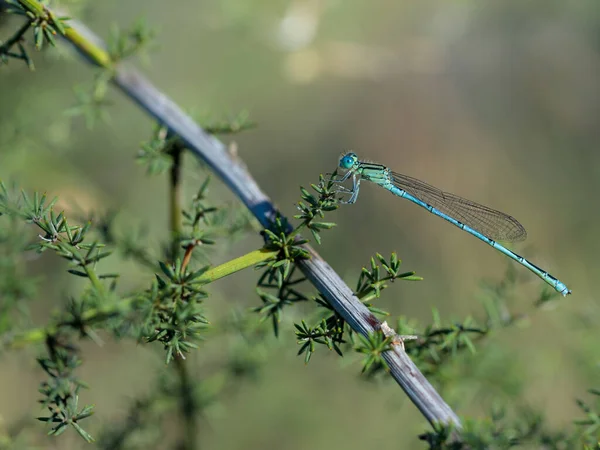 Tjejen Flyger Sin Naturliga Miljö — Stockfoto