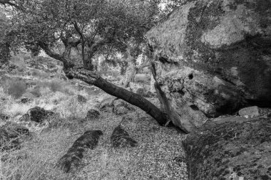 Plasencia yakınlarındaki Valcorchero 'nun doğal alanındaki manzara. Extremadura. İspanya.