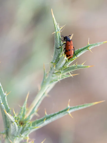 Mylabris Hieracii Coléoptères Photographiés Dans Leur Environnement Naturel — Photo