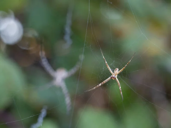 Spinnen Het Web — Stockfoto