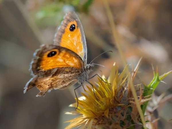 Motyl Fotografowany Ich Naturalnym Środowisku — Zdjęcie stockowe