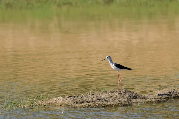 Fekete Szárnyú Stilt Himantopus Himantopus Madár Természetes Környezetben — Stock Fotó