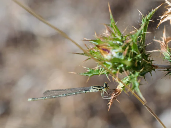 Damselfly Dans Leur Environnement Naturel — Photo