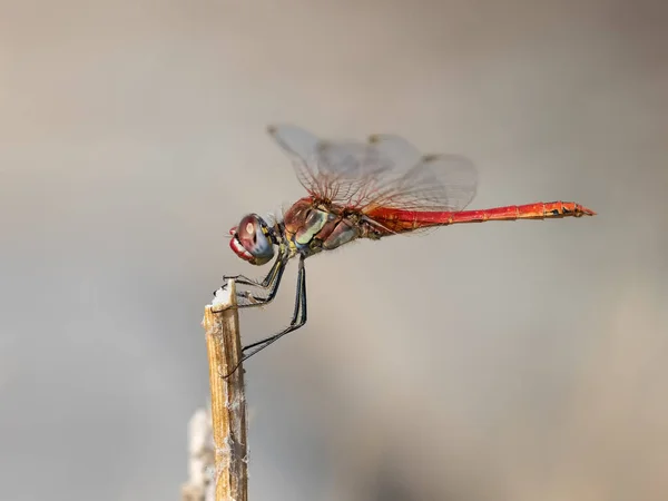 Rote Libelle Ihrer Natürlichen Umgebung Fotografiert — Stockfoto