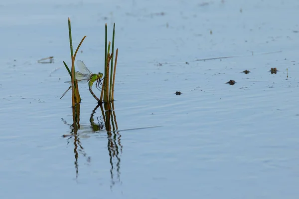 Dragonflies and frogs in a pond.