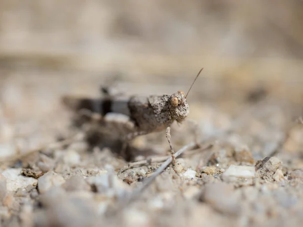 Saltamontes Entorno Natural — Foto de Stock