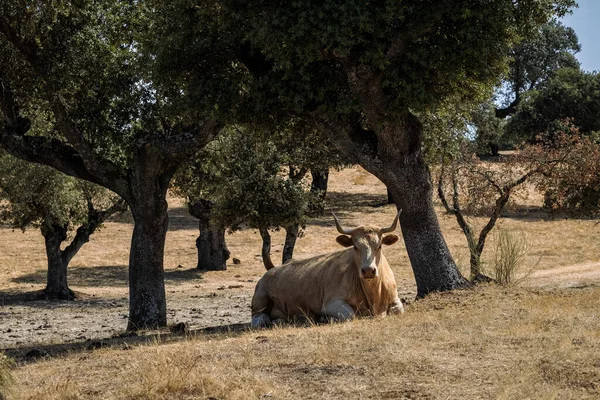 Αγελάδα Ανάπαυσης Ένα Λιβάδι — Φωτογραφία Αρχείου