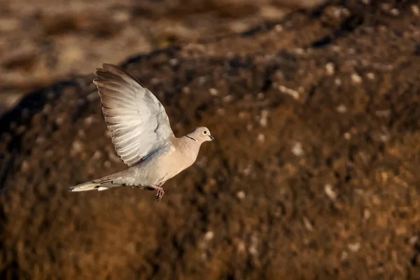 Eurasian Collared Dove Streptopelia Decaocto — Stock Photo, Image