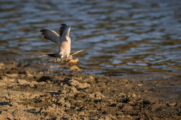 Eurasian Collared Dove Streptopelia Decaocto — Stock Photo, Image