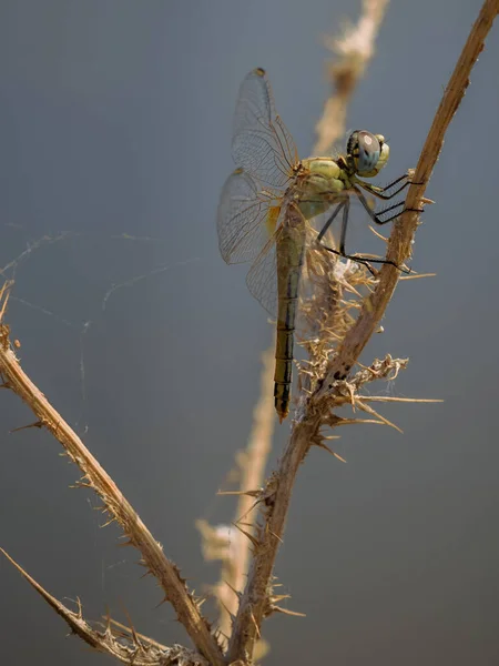 Gula Dragonfly Fotograferade Deras Naturliga Miljö — Stockfoto