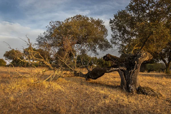 Dehesa Luz Daki Manzara Extremadura Spanya — Stok fotoğraf