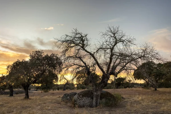 Puesta Sol Dehesa Luz Extremadura España — Foto de Stock