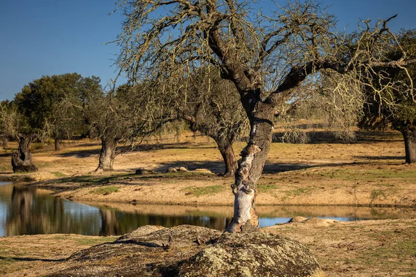 Paisaje Dehesa Luz Extremadura España — Foto de Stock