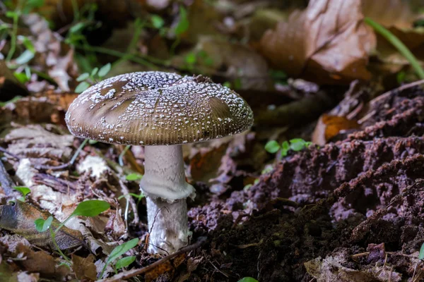 amanita pantherina