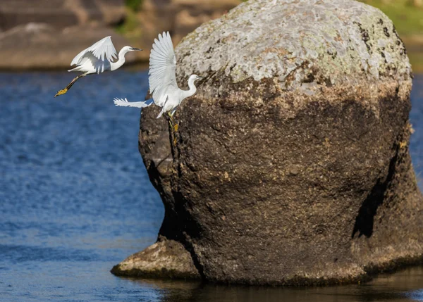 Zilverreigers — Stockfoto