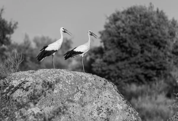 Des cigognes sur le rocher — Photo