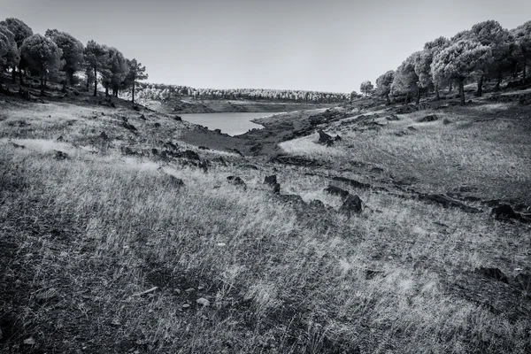 Cerca del pantano — Fotografia de Stock