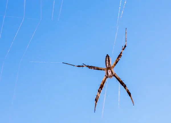 Păianjen mic — Fotografie, imagine de stoc