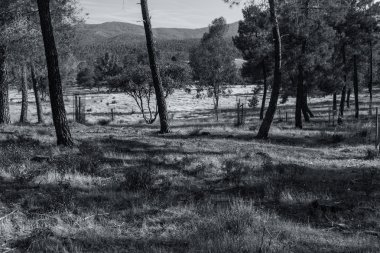 Merida Emerita Ludica