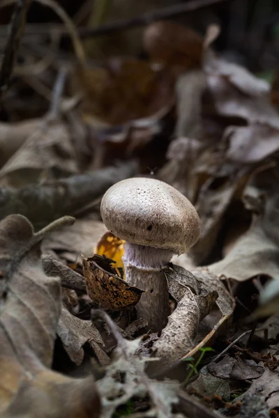 De entre la hojarasca — Stockfoto