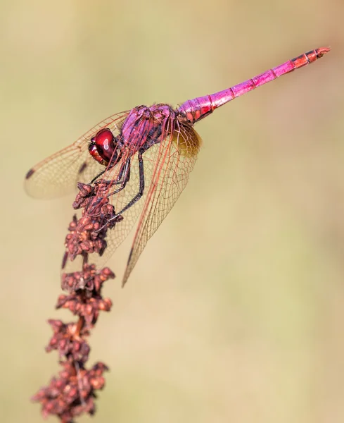 Libelula posada — Stockfoto