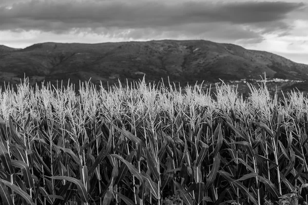 Desde el plantio — Fotografia de Stock