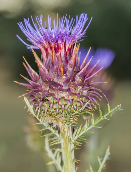 Cynara cardunculus — стокове фото