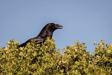 Yaygın kuzgun Corvus Corax bir ağacın tepesine tünemiş