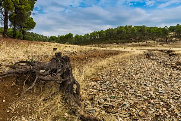 Raíces en el arroyo seco — Foto de Stock