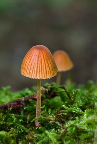 Мелкие оранжевые грибы — стоковое фото