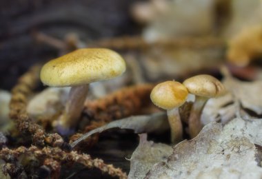 Hongos entre la hojarasca