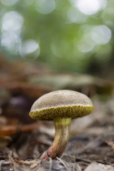 En el suelo del bosque — Foto de Stock
