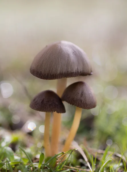 Três pequenos cogumelos — Fotografia de Stock