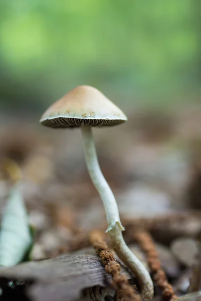 Hogo sobre madera vieja — Stockfoto