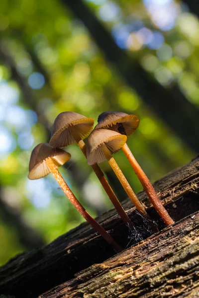 Hongos en el bosque — Stock Photo, Image