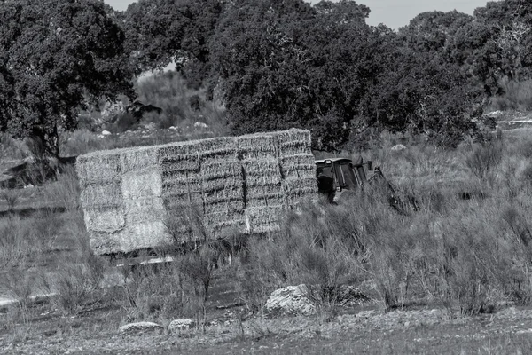 Pacas de paja — Foto de Stock