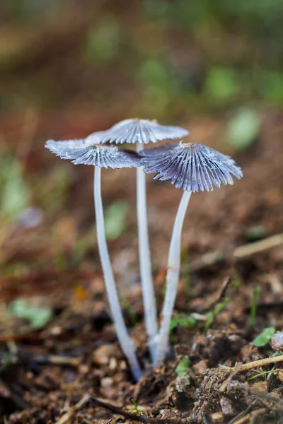 Cogumelo Parasola plicatilis — Fotografia de Stock