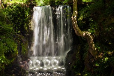Alva Glen, İskoçya 'da Ochil Hills' in eteğindeki Alva köyünün üzerinde yer alan görkemli bir vadidir. Çeşit çeşit ve çekici bir vadi. Orman zemininde bir sürü yabani çiçek ve bir sürü vahşi yaşam var.. 