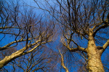 Callendar Ormanı - Orman ve İskoçya Toprakları. Callendar Park, İskoçya 'nın orta kesimindeki Falkirk parklarının tacındaki mücevherdir. İskoç baroniyer mimarisinin elementleriyle kaynaşmış bir Fransız şatosu tarzında yeniden tasarlandı ve genişletildi..