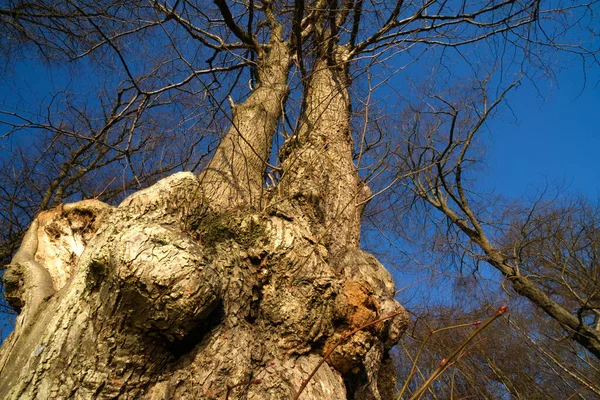Callendar Ormanı - Orman ve İskoçya Toprakları. Callendar Park, İskoçya 'nın orta kesimindeki Falkirk parklarının tacındaki mücevherdir. İskoç baroniyer mimarisinin elementleriyle kaynaşmış bir Fransız şatosu tarzında yeniden tasarlandı ve genişletildi..