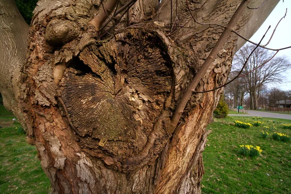 Tree Pruning  Cutting Techniques  Your cuts should be clean.  Avoid using tree wound paint to cover cuts.  For larger branches that have formed a branch bark